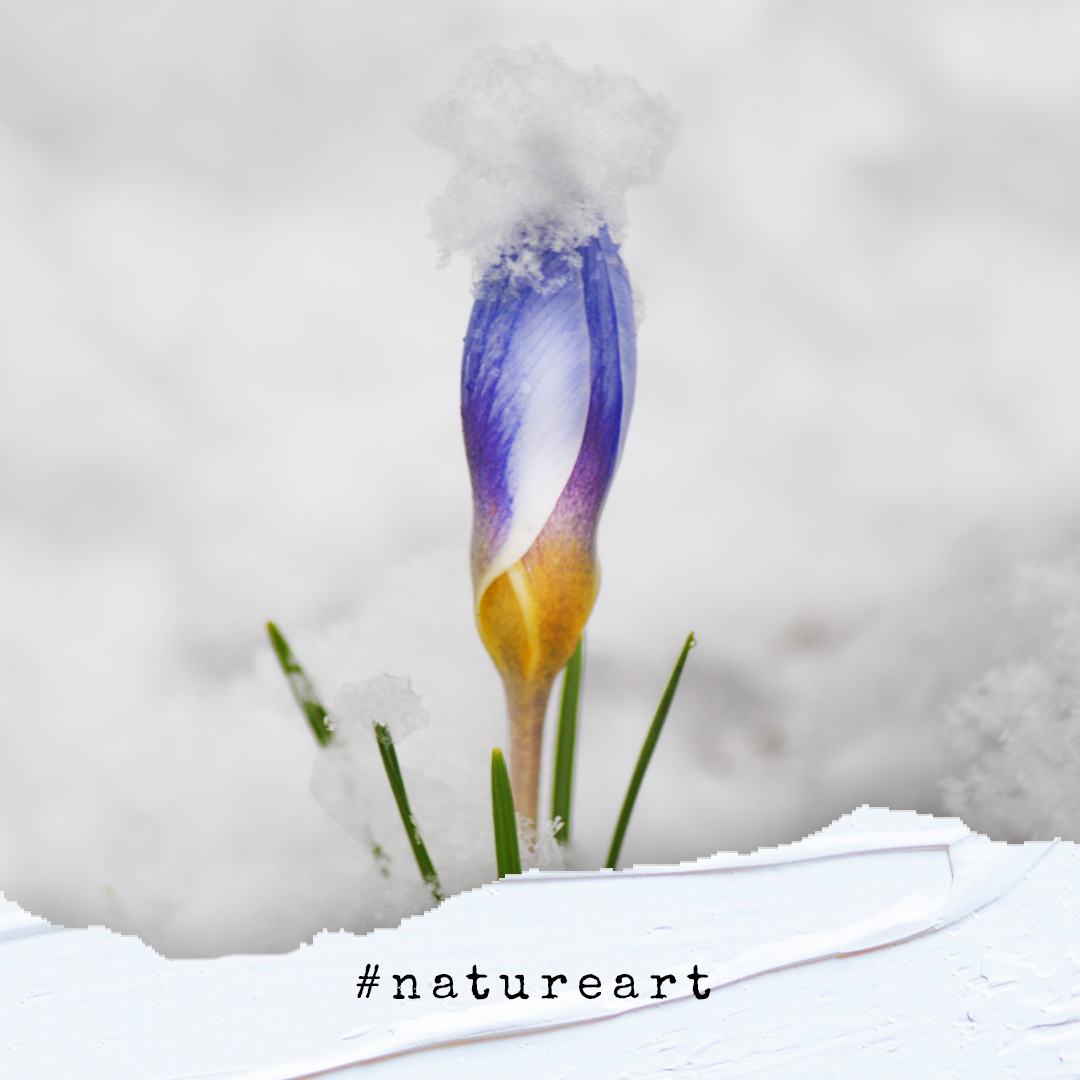 PH_NATUREART