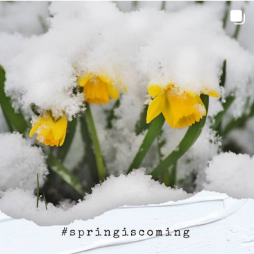 winterblumen Witnerblumen